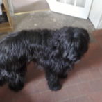 aw doggy