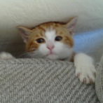 ninja kitten attacks!